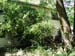 Tree02