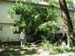 Tree08